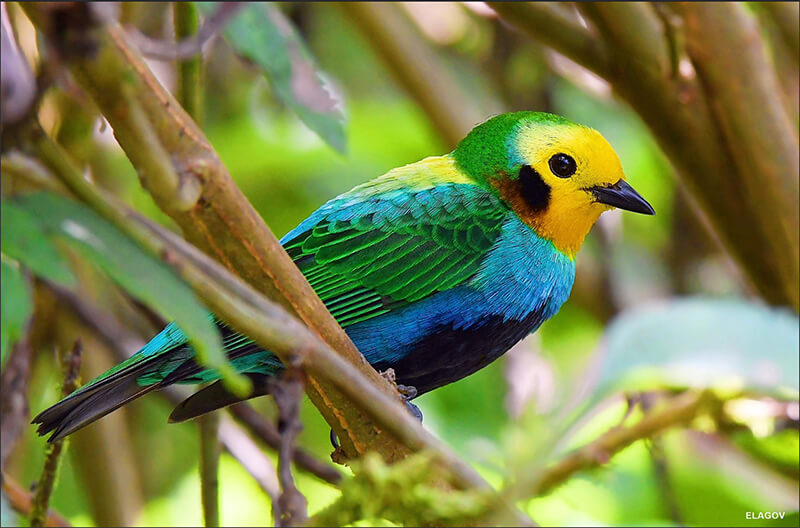 Multicolor Tanager, Chlorochrysa nitidissima, Tángara Multicolor