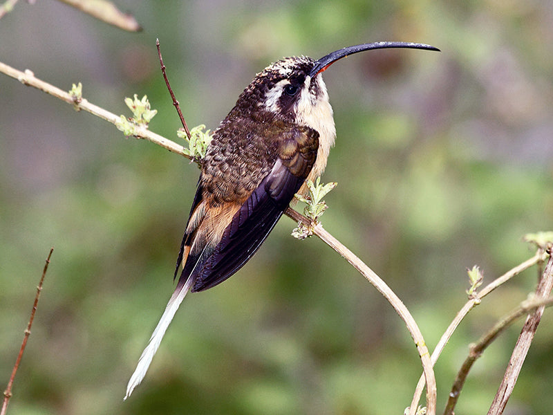 Tawny-bellied Hermit, Phaethornis syrmatophorus, Ermitaño Leonado