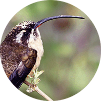 Tawny-bellied Hermit, Phaethornis syrmatophorus, Ermitaño Leonado