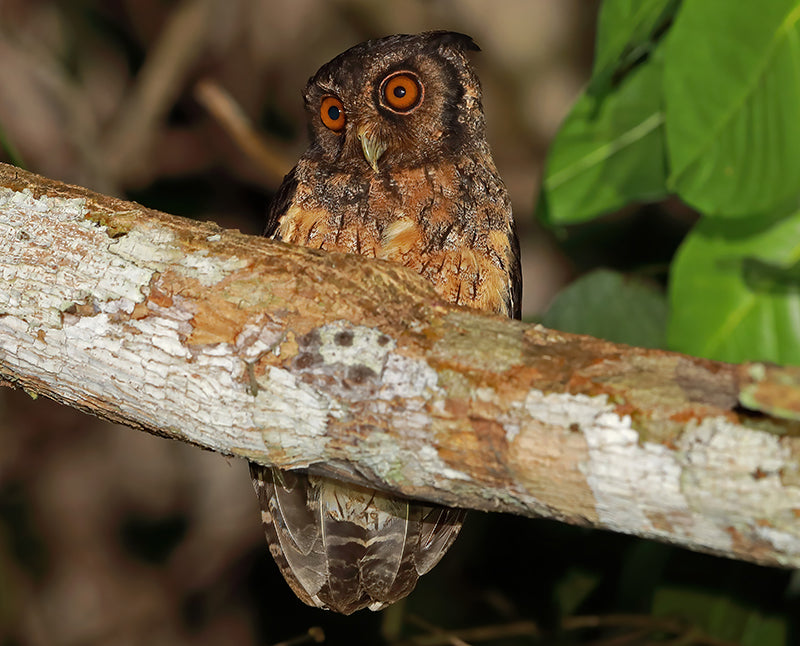 Tawny-bellied Screech-owl, Autillo Selvatico,  Autillo Selvático, Megascops watsonii