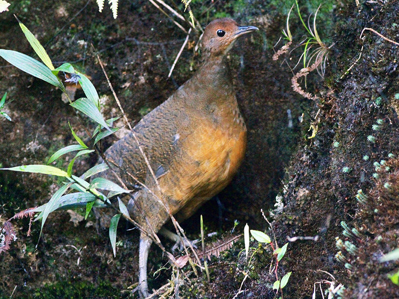 undulated tinamou, tinamú ondulado, Crypturellus undulatus