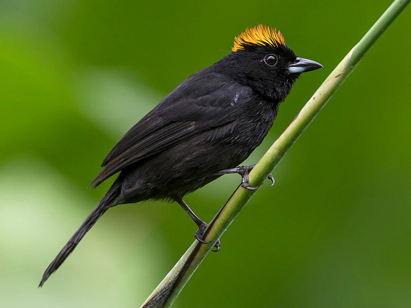 Tawny-crested Tanager, Chrysocorypha delatrii, Parlotero Crestado