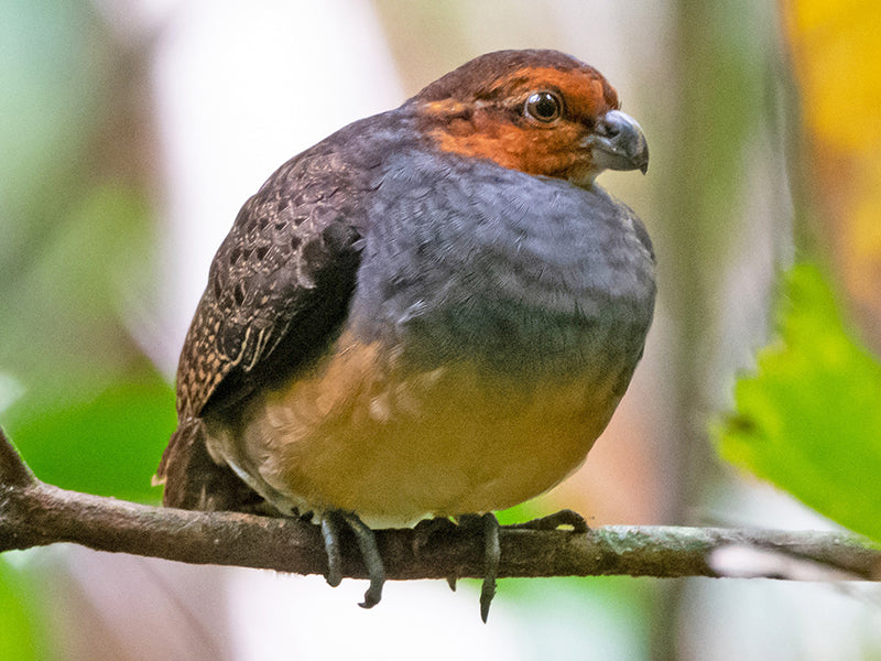 Tawny-faced Quail, Rhynchortyx cinctus, Perdiz Selvática