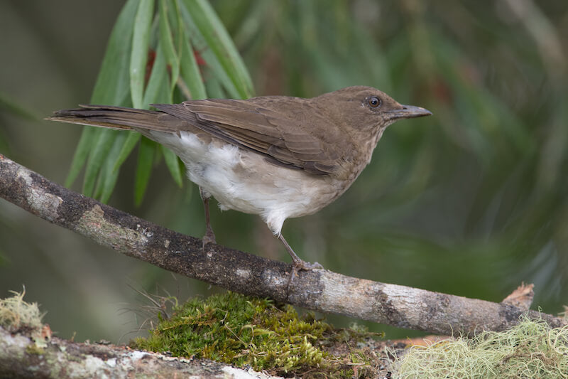 thrushes, mirlas, passeriformes, turdidae