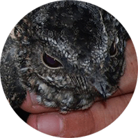 Todd's Nightjar, Setopagis heterura, Guardacaminos de Todd