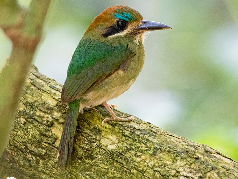 Tody Motmot, Hylomanes momotula, Barranquero Colimocho