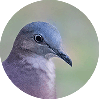 Tolima Dove, Tórtola Tolimense, Leptotila conoveri