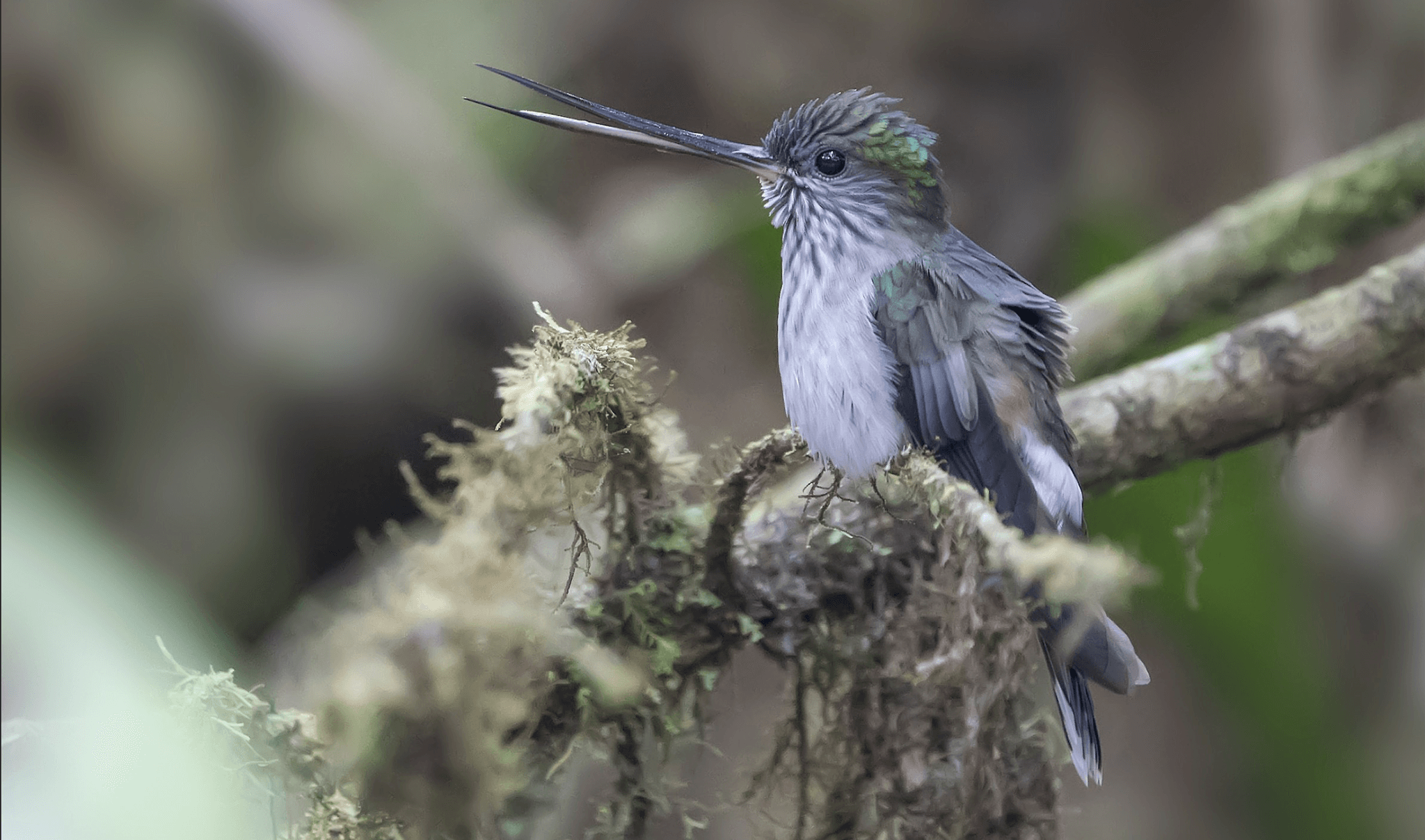 Tooth-billed Hummingbird, Androgen aequatorialis, Colibrí Piquidentado