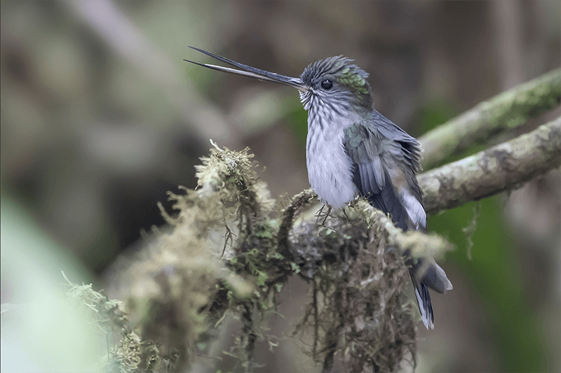 Tooth-billed Hummingbird, Androgen aequatorialis, Colibrí Piquidentado