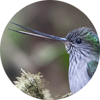 Tooth-billed Hummingbird, Androgen aequatorialis, Colibri Piquidentado