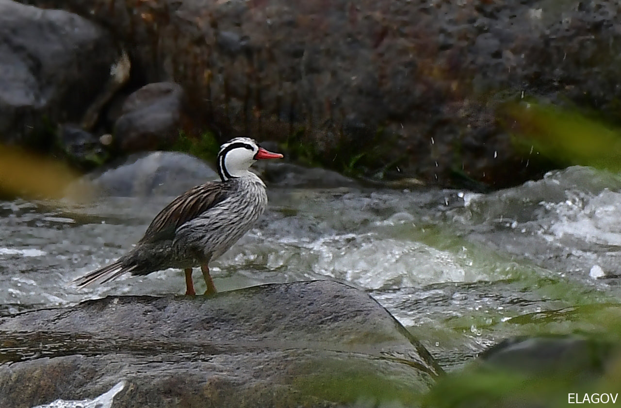 Torrent Duck, Pato de Torrentes, Merganetta armata