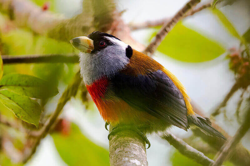 Toucan Barbet, Semnornis ramphastinus,  Compás