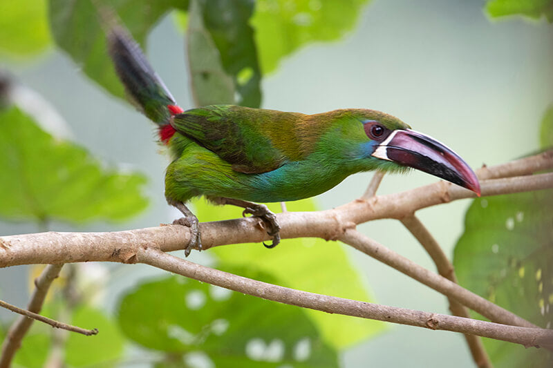 toucan, toucannete, piciformes, ramphastidae