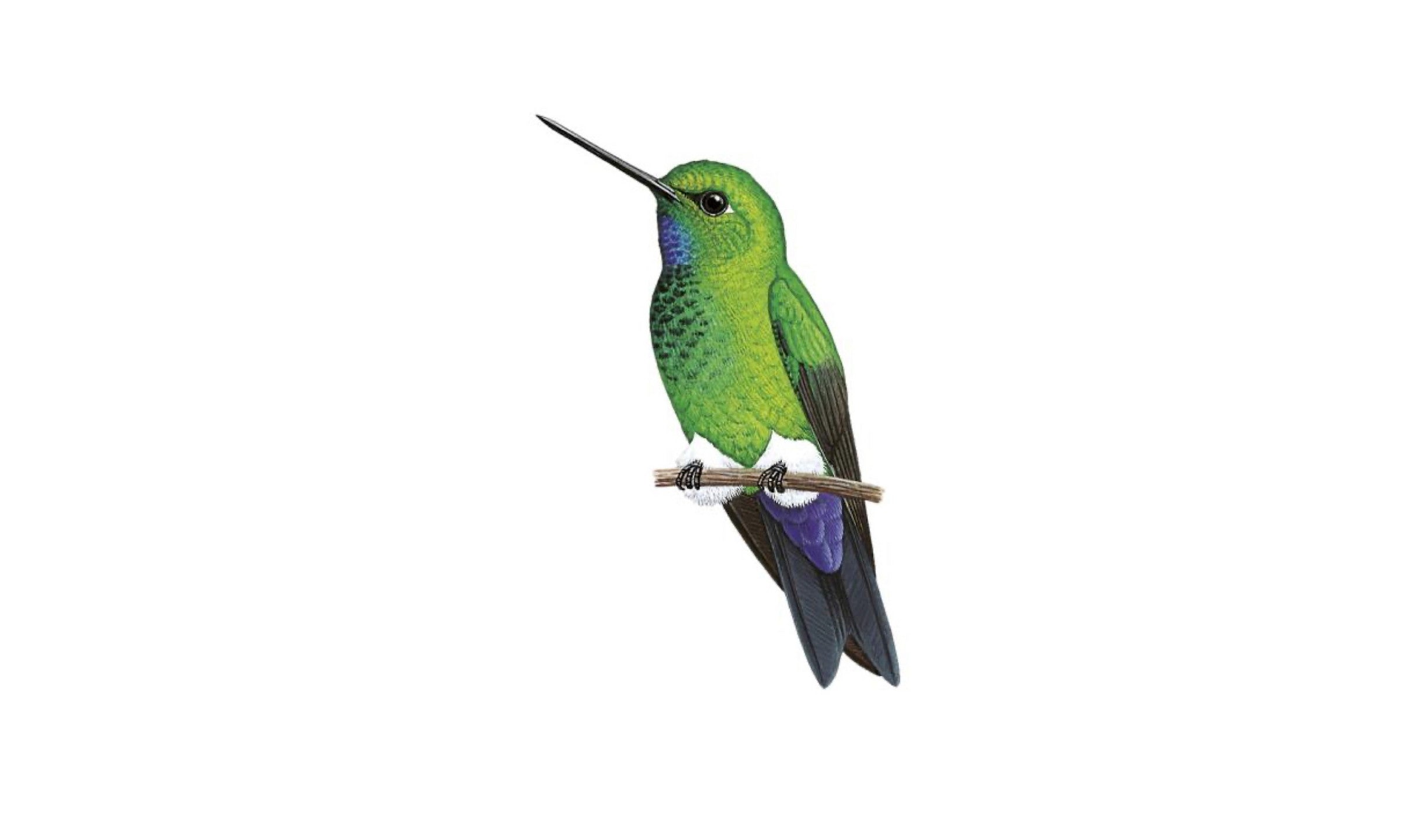 Turquoise Throated Puffleg