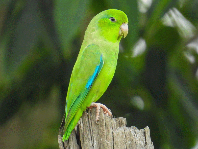 Turquoise-winged-Parrotlet, Forpus spengeli, Periquito Aliturquesa