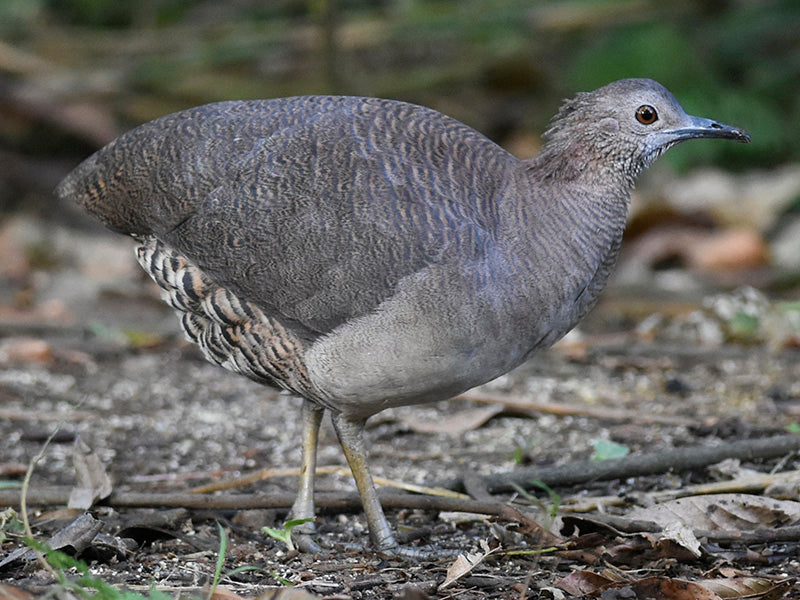 undulated tinamou, tinamu ondulado, Crypturellus undulantes