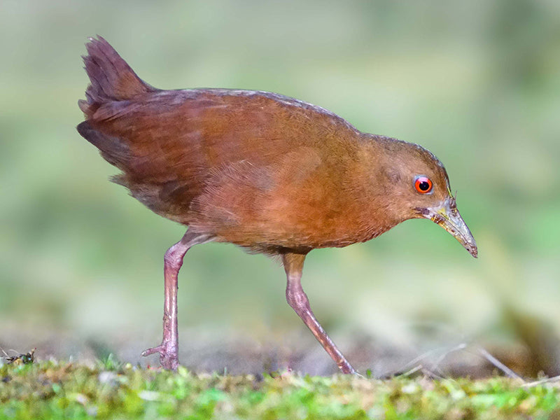 Uniform Crake, Amaurolimnas concolor,  Polluela Rufa