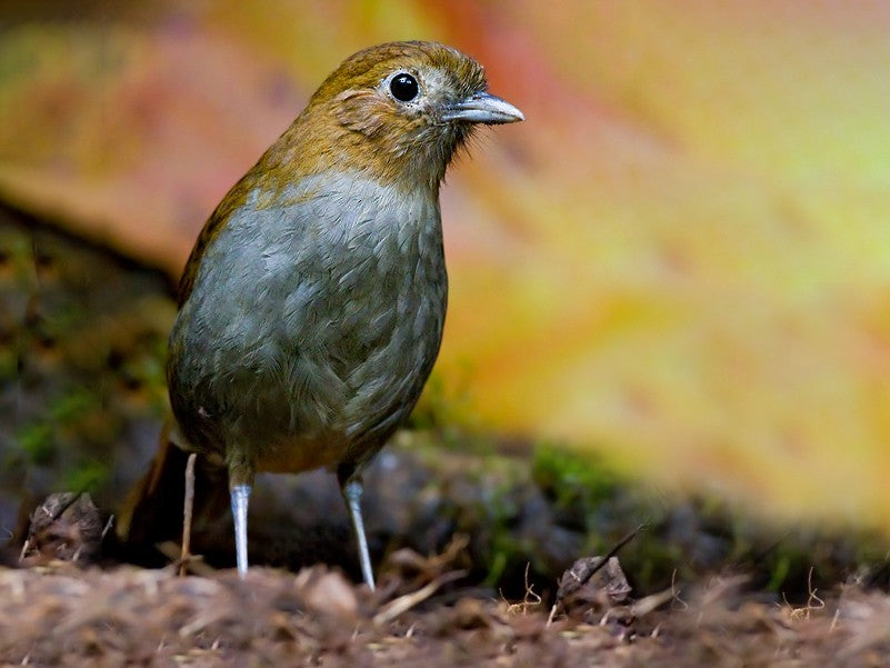 Urrao Antpitta, Grallaria fenwickorum, Tororii de Urrao