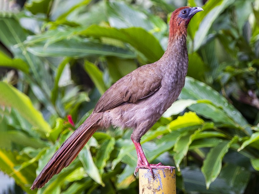 Variable chachalaca, Ortalis motmot, Guacharaca variable