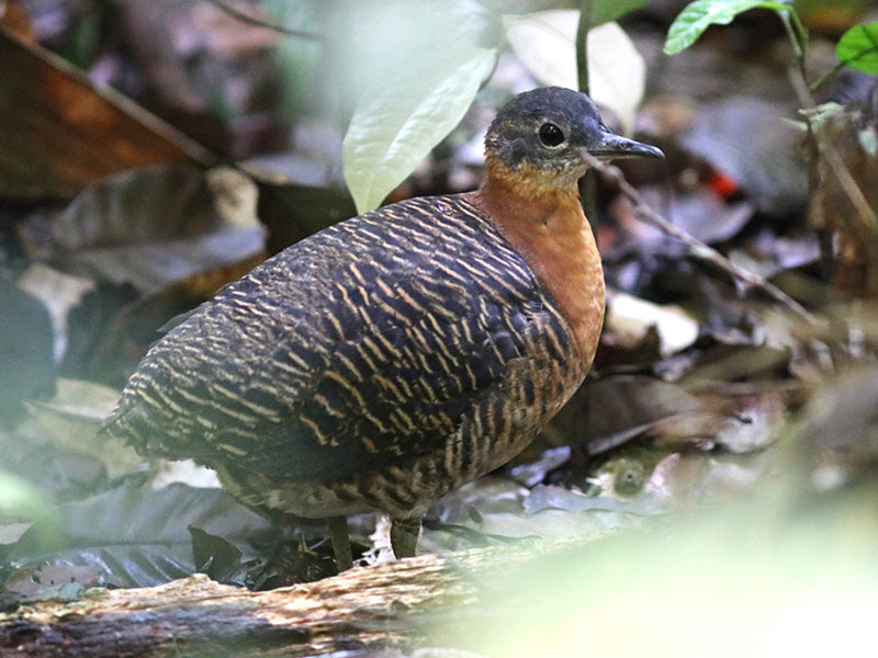 Variegated Tinamou, Crypturellus variegatus, Tinamú Variegado