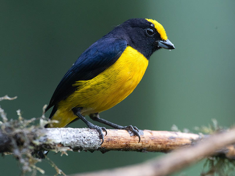 Velvet-fronted Euphonia, Euphonia concinna, Eufonia Frentinegra