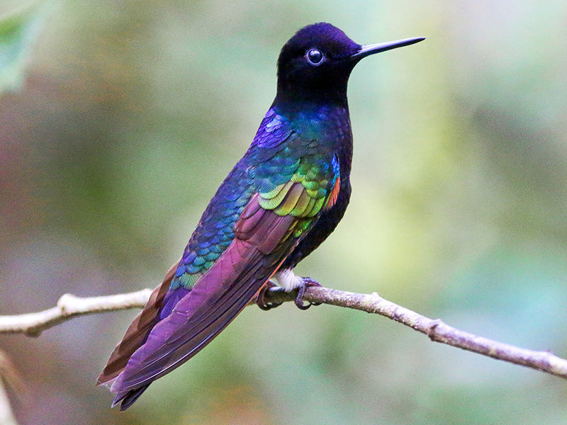 Velvet-purple Coronet, Boissenneaua jardini, Colibrí Sietecolores