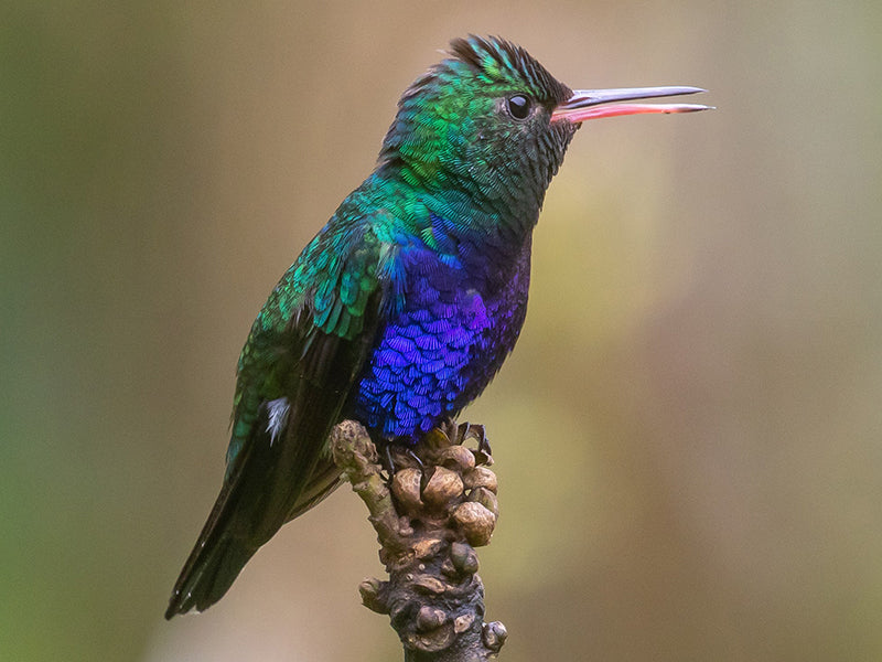 Violet-bellied Hummingbird, Chlorestes julie, Colibrí Pechiverde