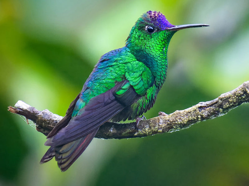 Violet-capped Hummingbird, Goldmania violiceps, Colibrí de Goldman