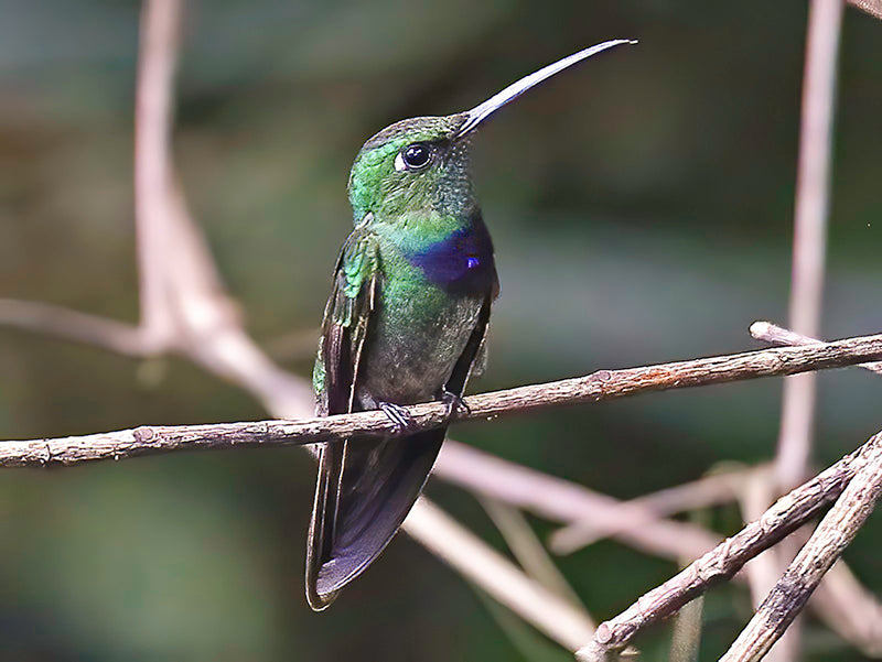 Violet-chested Hummingbird, Sternoclyta cyanopectus, Colibrí Grande de Cola Oliva