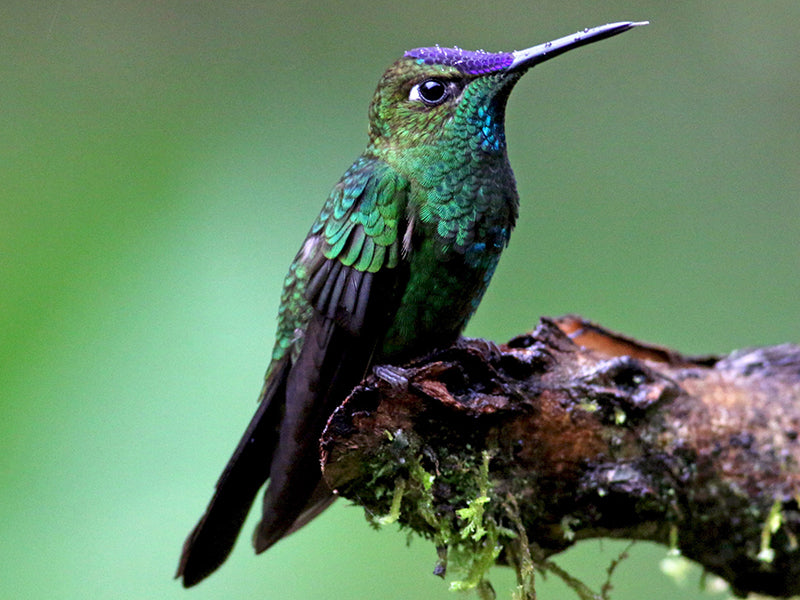 Violet-fronted Brilliant, Heliodoxa leadbeateri, Diamante Coronado