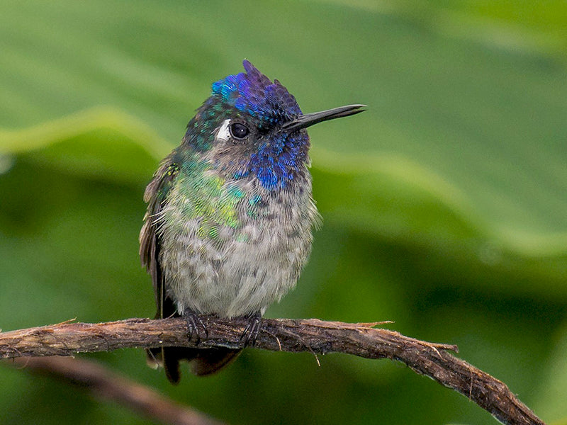 Violet-headed Hummingbird, Klais guimeti, Colibrí Cabecivioleta