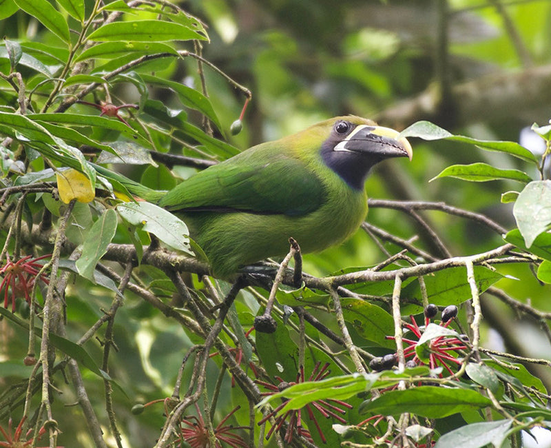 Violet-throated Toucanet, Aulacorhynchus (caeruleogularis) cognatus, Tucancito Gargantiazul