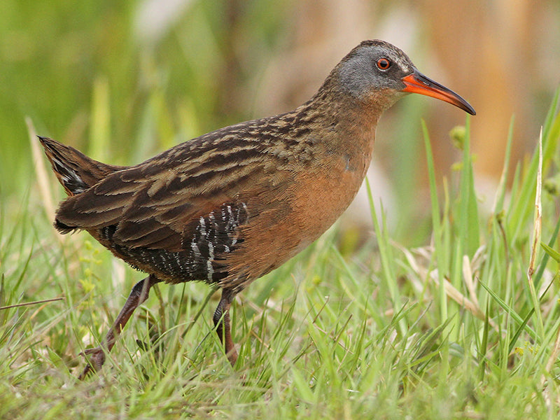 Virginia Rail, Rallus limicola, Rascón de Nariño