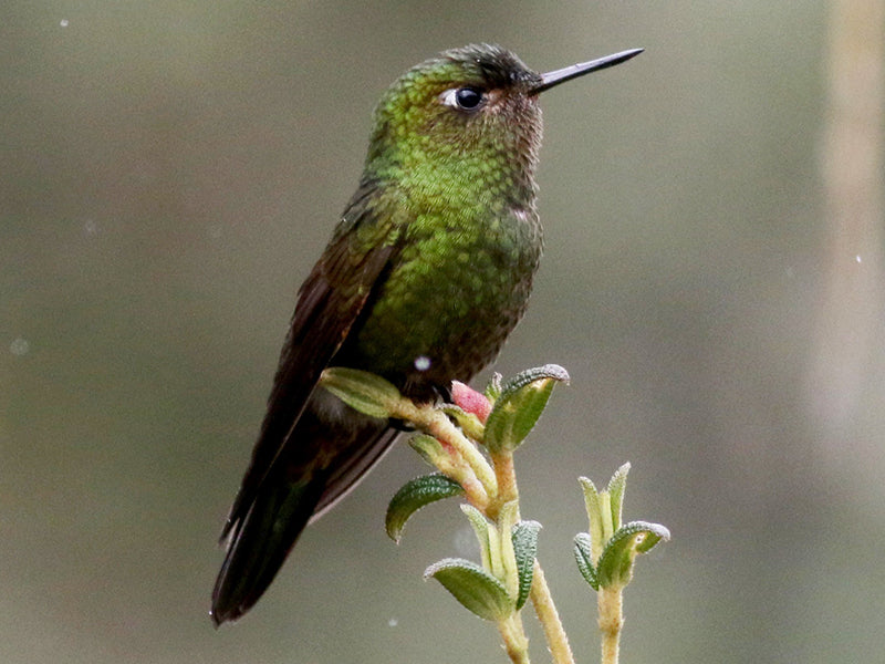 Viridian Metaltail, Metalura Verde, Metallura Williams