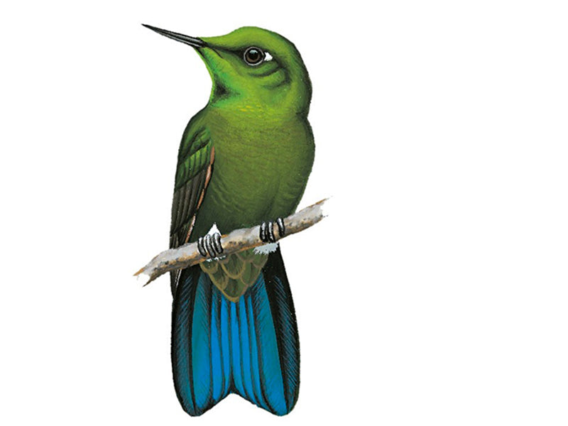 Viridian Metaltail