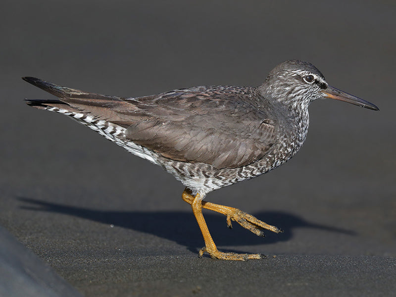 Wandering Tattler, Tringa incana, Playero errante