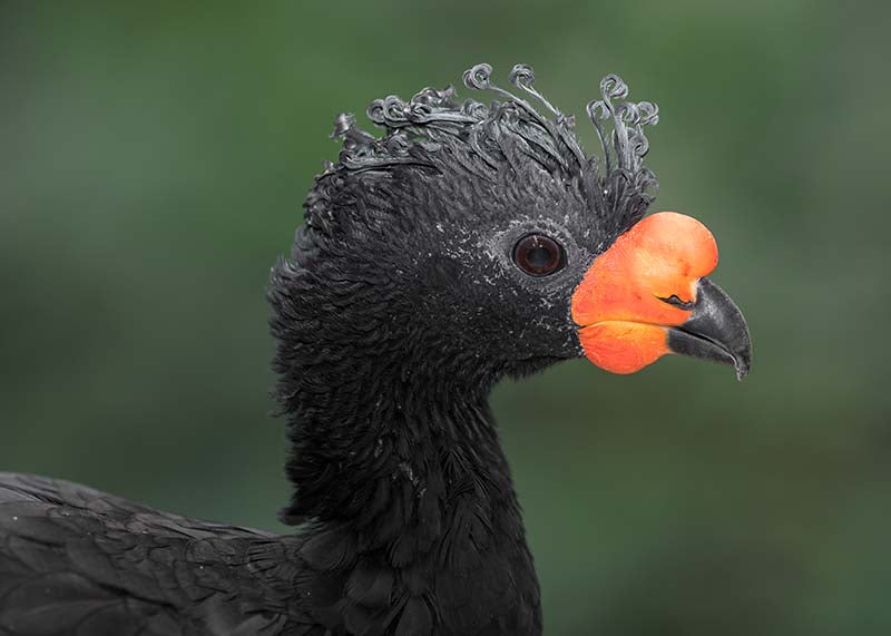 Wattled curassow, Paujil Moquirrojo, Crax globulosa