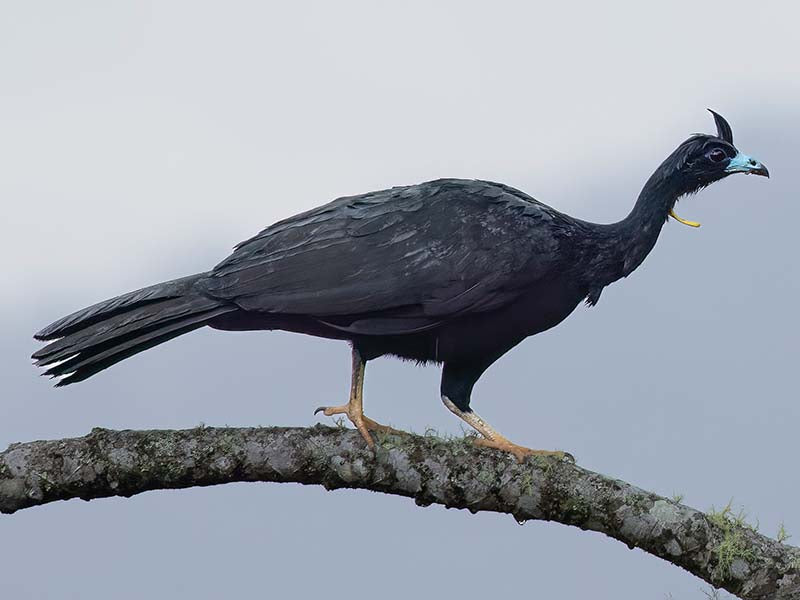 Wattled guan, Aburria aburri, Pava Negra