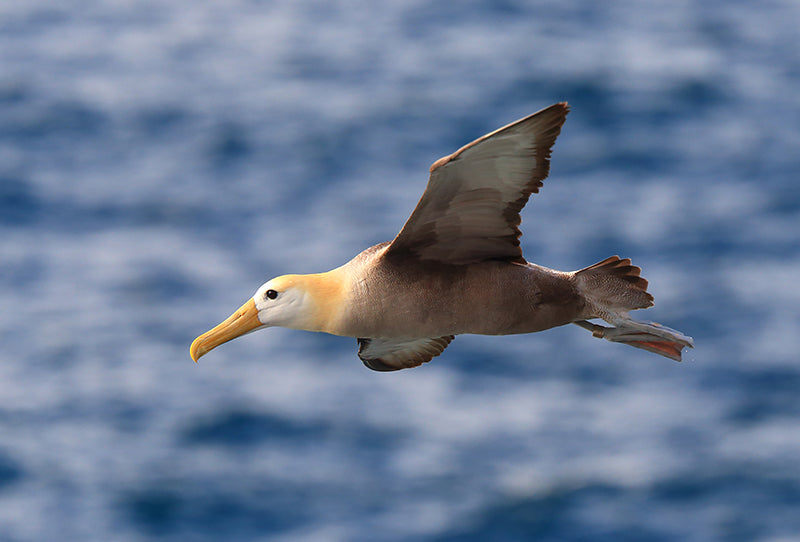 Waved (Galapagos) Albatross, Phoebastria irrorata, Albatros de Galápagos