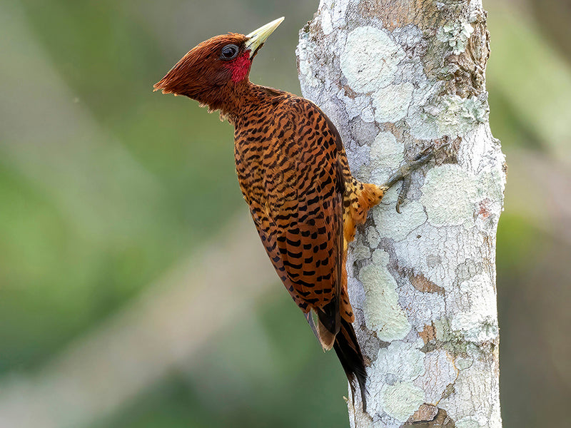 Waved Woodpecker, Celeus undatus, Carpintero Ondulado