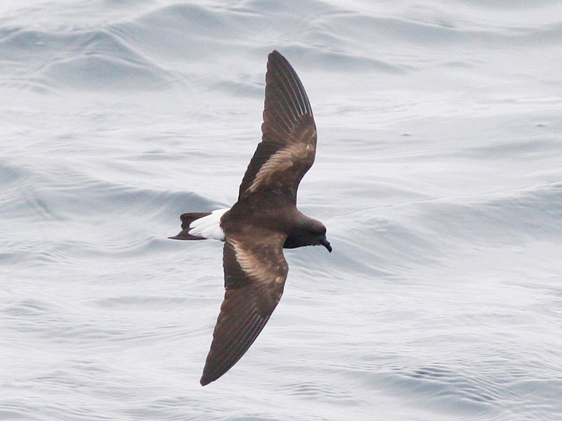 Wedge-rumped Storm-petrel, Hydrobates tethys, Paiño de Galápagos