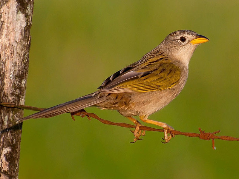 Wedge-tailed Grass-finch, Emberizoides herbicola, Sabanero Coludo