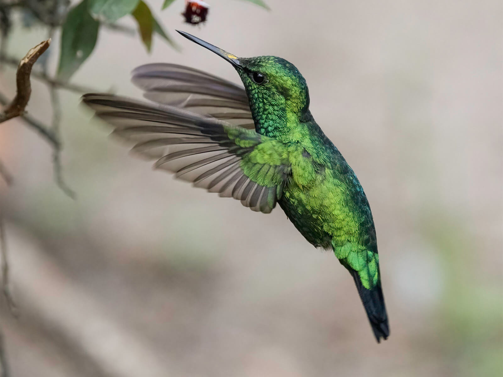 Western Emerald, Chlorostilbon (mellisugus) melanorhynchus, Esmeralda Occidental