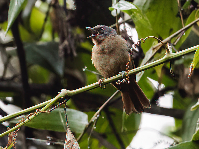 Western Hemispingu, Sphenopsis ochracea,  Hemispingus Occidental