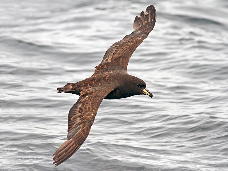 Westland Petrel, Procellaria westlandica, Pardela de Westland