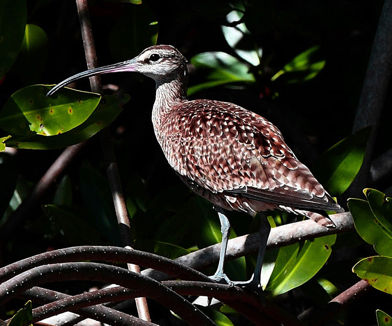 Whimbrel, Numenius phaeopus, Zarapito Trinador