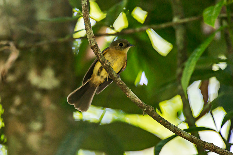 whiskered flycatcher, long-bristled flycatcher