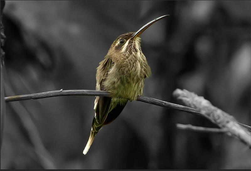 White-bearded Hermit, Phaethornis hispidus, Ermitaño Barbiblanco