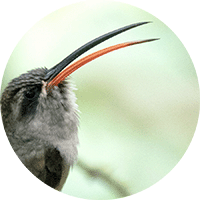 White-bearded Hermit, Phaethornis hispidus, Ermitaño Barbiblanco