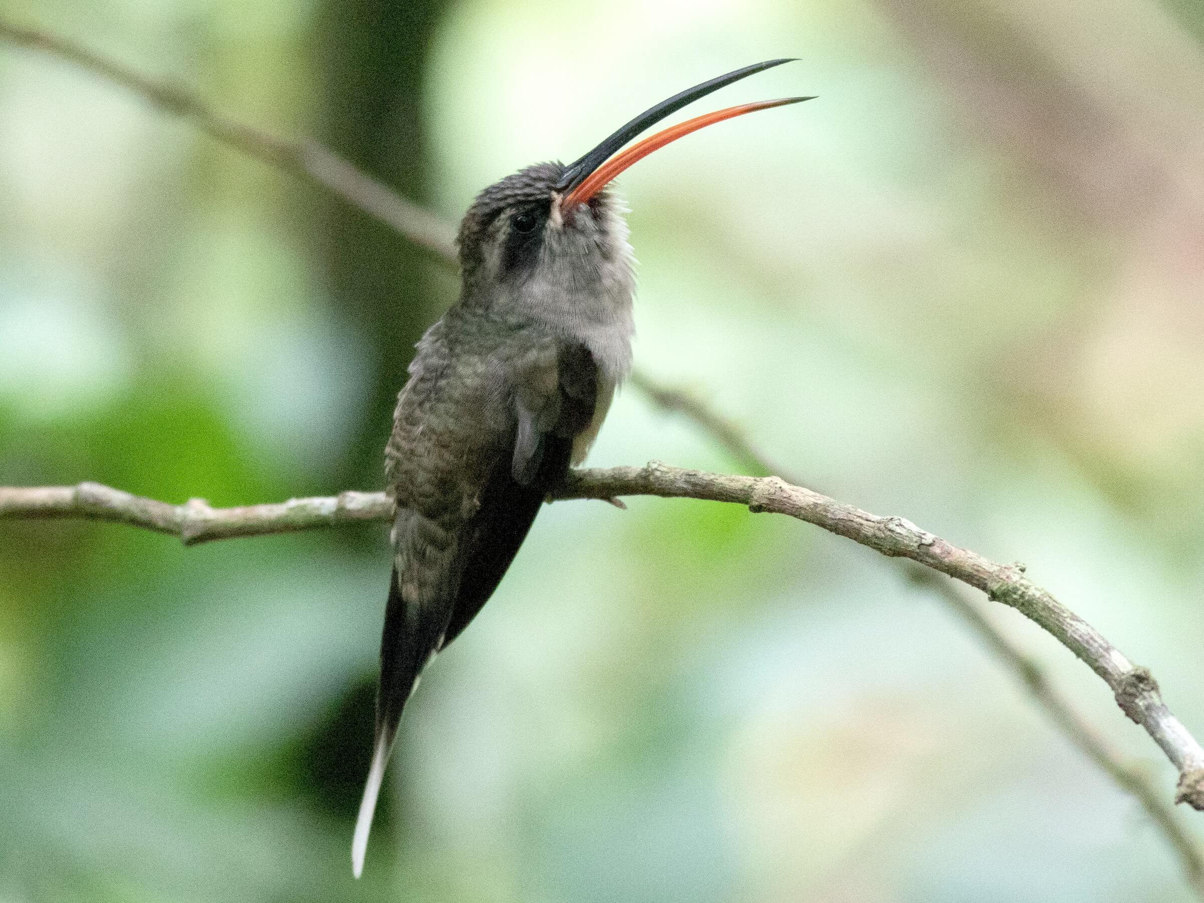 White-bearded Hermit, Phaethornis hispidus, Ermitaño Barbiblanco